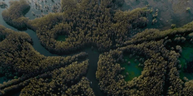 Caddo Lake Overhead